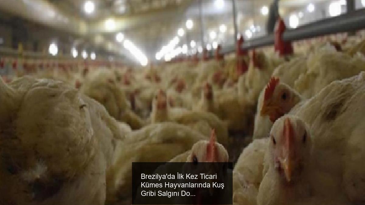 Brezilya'da İlk Kez Ticari Kümes Hayvanlarında Kuş Gribi Salgını Doğrulandı