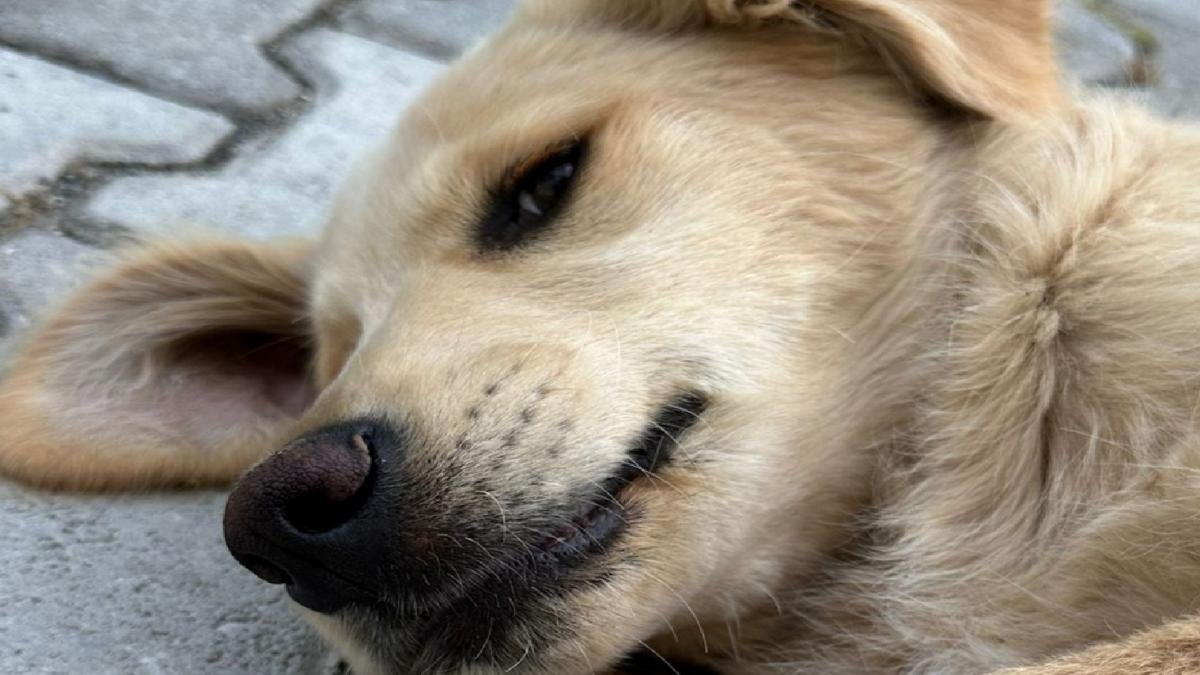 Değerli Çatalköy Halkı ve Sürüş Yapanlar Dikkat!