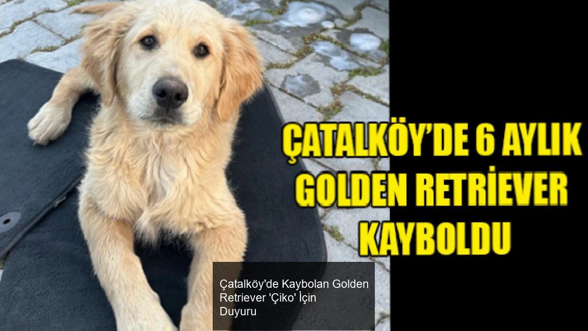 Çatalköy'de Kaybolan Golden Retriever 'Çiko' İçin Duyuru