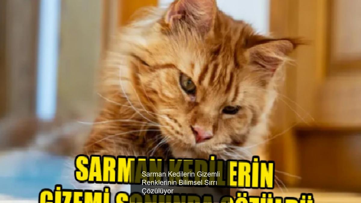 Sarman Kedilerin Gizemli Renklerinin Bilimsel Sırrı Çözülüyor